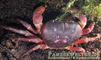 Gecarcoidea