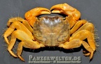 Geograpsus