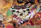 Grapsus