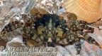 Hemigrapsus