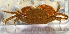 Irmengardia
