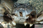 Platyeriocheir