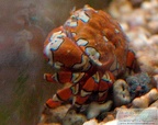 Platypodiella
